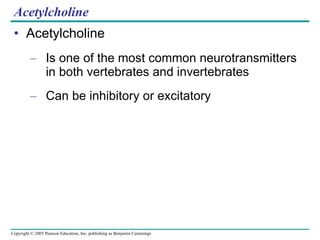 Acetylcholine Acetylcholine Is one of the most common neurotransmitters in both vertebrates and invertebrates Can be inhibitory or excitatory 