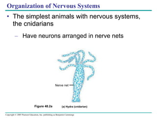 Organization of Nervous Systems The simplest animals with nervous systems, the cnidarians Have neurons arranged in nerve nets Figure 48.2a Nerve net (a) Hydra (cnidarian) 