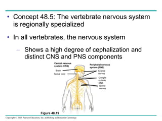 Concept 48.5: The vertebrate nervous system is regionally specialized In all vertebrates, the nervous system Shows a high degree of cephalization and distinct CNS and PNS components Figure 48.19 Central nervous system (CNS) Peripheral nervous system (PNS) Brain Spinal cord Cranial nerves Ganglia outside CNS Spinal nerves 