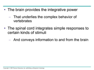 The brain provides the integrative power That underlies the complex behavior of vertebrates The spinal cord integrates simple responses to certain kinds of stimuli And conveys information to and from the brain 