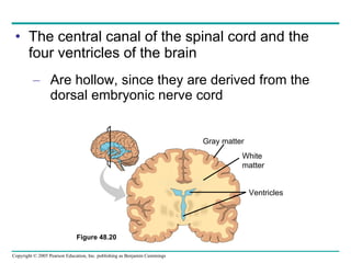 The central canal of the spinal cord and the four ventricles of the brain Are hollow, since they are derived from the dorsal embryonic nerve cord Gray matter White matter Ventricles Figure 48.20  