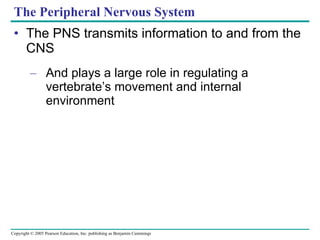 The Peripheral Nervous System The PNS transmits information to and from the CNS And plays a large role in regulating a vertebrate’s movement and internal environment 