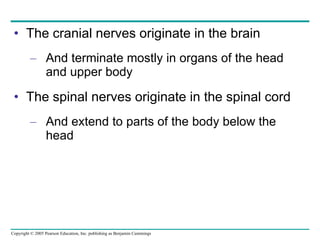 The cranial nerves originate in the brain And terminate mostly in organs of the head and upper body The spinal nerves originate in the spinal cord And extend to parts of the body below the head 