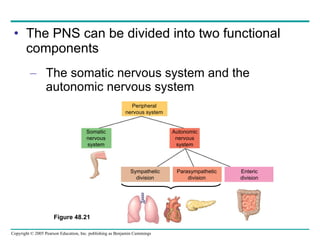 The PNS can be divided into two functional components The somatic nervous system and the autonomic nervous system Peripheral nervous system Somatic nervous system Autonomic nervous system Sympathetic division Parasympathetic division Enteric division Figure 48.21 