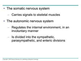The somatic nervous system Carries signals to skeletal muscles The autonomic nervous system Regulates the internal environment, in an involuntary manner Is divided into the sympathetic, parasympathetic, and enteric divisions  
