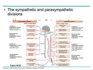 The sympathetic and parasympathetic divisions Have antagonistic effects on target organs Parasympathetic division Sympathetic division Action on target organs: Action on target organs: Location of preganglionic neurons: brainstem and sacral segments of spinal cord Neurotransmitter released by preganglionic neurons: acetylcholine Location of postganglionic neurons: in ganglia close to or within target organs Neurotransmitter released by postganglionic neurons: acetylcholine Constricts pupil of eye Stimulates salivary gland secretion Constricts bronchi in lungs Slows heart Stimulates activity of stomach and intestines Stimulates activity of pancreas Stimulates gallbladder Promotes emptying of bladder Promotes erection of genitalia Cervical Thoracic Lumbar Synapse Sympathetic ganglia Dilates pupil of eye Inhibits salivary  gland secretion Relaxes bronchi in lungs Accelerates heart Inhibits activity of  stomach and intestines Inhibits activity of pancreas Stimulates glucose release from liver; inhibits gallbladder Stimulates adrenal medulla Inhibits emptying of bladder Promotes ejaculation and  vaginal contractions Sacral Location of preganglionic neurons: thoracic and lumbar segments of spinal cord Neurotransmitter released by preganglionic neurons: acetylcholine Location of postganglionic neurons: some in ganglia close to target organs; others in a chain of ganglia near  spinal cord Neurotransmitter released by postganglionic neurons: norepinephrine Figure 48.22 