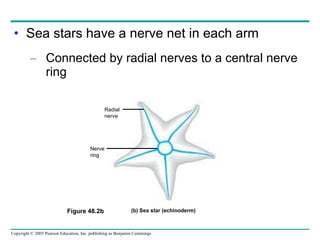 Sea stars have a nerve net in each arm Connected by radial nerves to a central nerve ring Figure 48.2b Nerve ring Radial nerve (b) Sea star (echinoderm) 