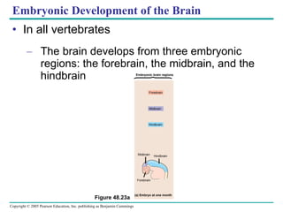 Embryonic Development of the Brain In all vertebrates The brain develops from three embryonic regions: the forebrain, the midbrain, and the hindbrain Figure 48.23a Embryonic brain regions Forebrain Midbrain Hindbrain Midbrain Hindbrain Forebrain (a) Embryo at one month 