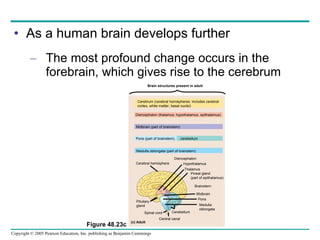 As a human brain develops further The most profound change occurs in the forebrain, which gives rise to the cerebrum Figure 48.23c Brain structures present in adult Cerebrum (cerebral hemispheres; includes cerebral cortex, white matter, basal nuclei) Diencephalon (thalamus, hypothalamus, epithalamus) Midbrain (part of brainstem) Pons (part of brainstem),  cerebellum Medulla oblongata (part of brainstem) (c) Adult Cerebral hemisphere Diencephalon: Hypothalamus Thalamus Pineal gland (part of epithalamus) Brainstem: Midbrain Pons Medulla oblongata Cerebellum Central canal Spinal cord Pituitary gland 