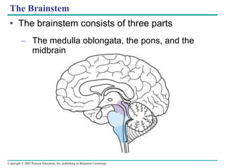 The Brainstem The brainstem consists of three parts The medulla oblongata, the pons, and the midbrain 