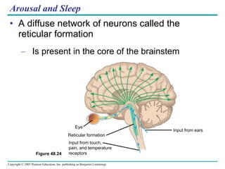 Arousal and Sleep A diffuse network of neurons called the reticular formation Is present in the core of the brainstem Figure 48.24 Eye Reticular formation Input from touch,  pain, and temperature  receptors Input from ears 