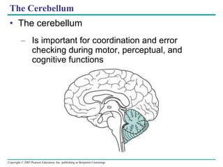 The Cerebellum The cerebellum Is important for coordination and error checking during motor, perceptual, and cognitive functions 
