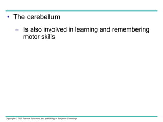 The cerebellum  Is also involved in learning and remembering motor skills 
