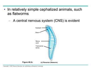 In relatively simple cephalized animals, such as flatworms A central nervous system (CNS) is evident Figure 48.2c Eyespot Brain Nerve  cord Transverse nerve (c) Planarian (flatworm) 