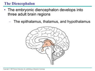 The Diencephalon The embryonic diencephalon develops into three adult brain regions The epithalamus, thalamus, and hypothalamus 