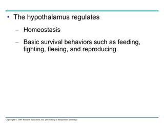 The hypothalamus regulates Homeostasis Basic survival behaviors such as feeding, fighting, fleeing, and reproducing 