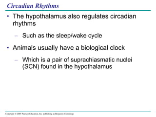 Circadian Rhythms The hypothalamus also regulates circadian rhythms Such as the sleep/wake cycle Animals usually have a biological clock Which is a pair of suprachiasmatic nuclei (SCN) found in the hypothalamus 
