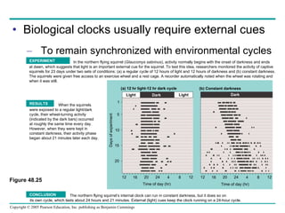 Biological clocks usually require external cues To remain synchronized with environmental cycles Figure 48.25 In the northern flying squirrel ( Glaucomys sabrinus ), activity normally begins with the onset of darkness and ends at dawn, which suggests that light is an important external cue for the squirrel. To test this idea, researchers monitored the activity of captive squirrels for 23 days under two sets of conditions: (a) a regular cycle of 12 hours of light and 12 hours of darkness and (b) constant darkness. The squirrels were given free access to an exercise wheel and a rest cage. A recorder automatically noted when the wheel was rotating and when it was still. EXPERIMENT Light Dark Light 20 15 10 5 1 (a) 12 hr light-12 hr dark cycle (b) Constant darkness 12 16 20 24 4 8 12 12 16 20 24 4 8 12 Time of day (hr) Time of day (hr) When the squirrels were exposed to a regular light/dark cycle, their wheel-turning activity  (indicated by the dark bars) occurred at roughly the same time every day. However, when they were kept in constant darkness, their activity phase began about 21 minutes later each day. RESULTS The northern flying squirrel’s internal clock can run in constant darkness, but it does so on its own cycle, which lasts about 24 hours and 21 minutes. External (light) cues keep the clock running on a 24-hour cycle. CONCLUSION Dark Days of experiment 