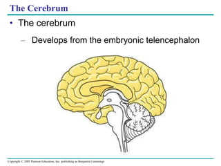 The Cerebrum The cerebrum  Develops from the embryonic telencephalon 