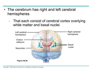 The cerebrum has right and left cerebral hemispheres That each consist of cerebral cortex overlying white matter and basal nuclei Left cerebral hemisphere Corpus callosum Neocortex Right cerebral hemisphere Basal nuclei Figure 48.26 