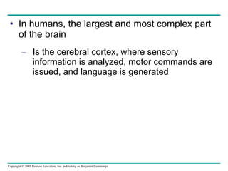 In humans, the largest and most complex part of the brain  Is the cerebral cortex, where sensory information is analyzed, motor commands are issued, and language is generated  