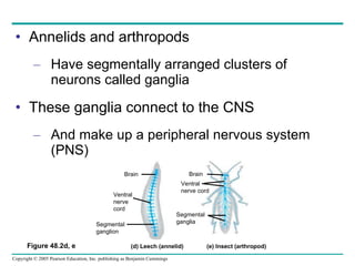 Annelids and arthropods Have segmentally arranged clusters of neurons called ganglia These ganglia connect to the CNS And make up a peripheral nervous system (PNS) Brain Ventral  nerve cord Segmental ganglion Brain Ventral nerve cord Segmental ganglia Figure 48.2d, e (d) Leech (annelid) (e) Insect (arthropod) 