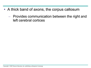 A thick band of axons, the corpus callosum Provides communication between the right and left cerebral cortices 
