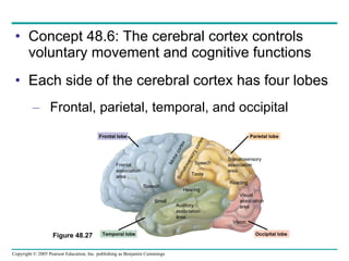 Concept 48.6: The cerebral cortex controls voluntary movement and cognitive functions Each side of the cerebral cortex has four lobes Frontal, parietal, temporal, and occipital Frontal lobe Temporal lobe Occipital lobe Parietal lobe Frontal association area Speech Smell Hearing Auditory association area Vision Visual association area Somatosensory association area Reading Speech Taste Somatosensory cortex Motor cortex Figure 48.27 