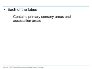 Each of the lobes Contains primary sensory areas and association areas 
