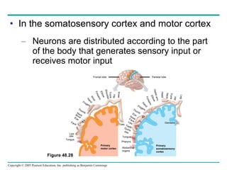 In the somatosensory cortex and motor cortex Neurons are distributed according to the part of the body that generates sensory input or receives motor input Figure 48.28  Tongue Jaw Lips Face Eye Brow Neck Thumb Fingers Hand Wrist Forearm Elbow Shoulder Trunk Hip Knee Primary motor cortex Abdominal organs Pharynx Tongue Teeth Gums Jaw Lips Face Nose Eye Fingers Hand Forearm Elbow Upper arm Trunk Hip Leg Thumb Neck Head Genitalia Primary somatosensory  cortex Toes Parietal lobe Frontal lobe 