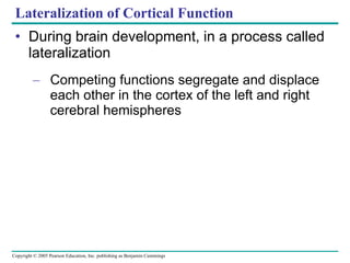 Lateralization of Cortical Function During brain development, in a process called lateralization Competing functions segregate and displace each other in the cortex of the left and right cerebral hemispheres 