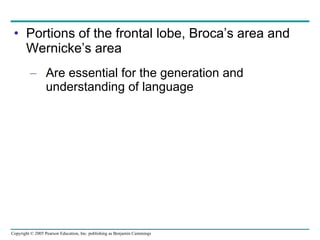 Portions of the frontal lobe, Broca’s area and Wernicke’s area Are essential for the generation and understanding of language 