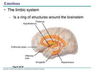 Emotions The limbic system  Is a ring of structures around the brainstem Figure 48.30 Hypothalamus Thalamus Prefrontal cortex Olfactory bulb Amygdala Hippocampus 