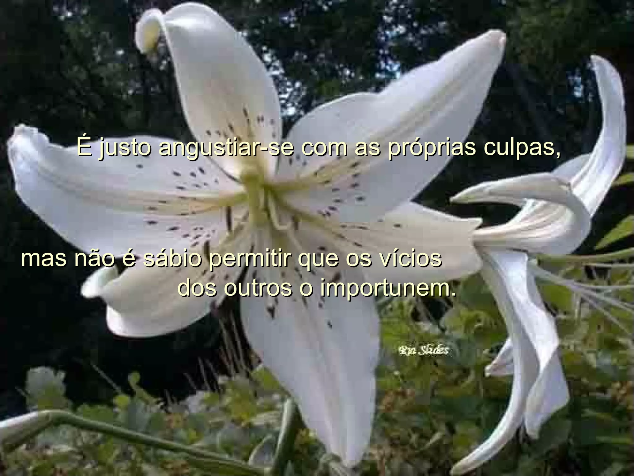 É justo angustiar-se com as próprias culpas, mas não é sábio permitir que os vícios dos outros o importunem.