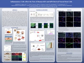 RESEARCH POSTER PRESENTATION DESIGN © 2012
www.PosterPresentations.com
ES (Pluripotent) EZ Sphere Neurosphere Monolayer
Fig 7. Process for the derivation of neural stem cells from hES and hiPS stem cells. These steps allow for direct differentiation and
ensure neural progenitors . The stem cells were first cultured on MEF substrate and then transitioned to either CellStart (1:50) or
StemAdhere (1:25) substrate (XF conditions). The stem cells are neuralized to EZ spheres using an EZ sphere media containing EGF
and bFGF. Neurospheres are generated using a media containing LIF which inhibits the differentiation of stem cells. Neurospheres
were plated on CellStart coated flasks to attach and maintain neural stem cell monolayers using neuroshpere media containing EGF,
bFGF, and LIF.
EZsphere, Neurospheres, and neural stem cell monolayers dissociated into single cells using Trypsan and were plated on 25k/mill on 8
well-chamber slides in DM/B27 for 14 days in-vitro. Cells were fixed with 2% paraformaldehyde.
The cell derivation process for Shef4 is shown below.
iPS69-hNSC (14 div)
IN VITRO (completed)
IN VIVO (in progress)Fig 3. Stem cells are potent meaning they are unspecialized cells
that can give rise to specialized cells. Stem cells also have the
capacity to self-renew; they are able to go through numerous
cycles of cell division while maintaining the undifferentiated
state.
Fig 2. Spinal cord injury (SCI) induces a
series of events that include cell death, the
demyelination of axons, scar formation,
and an inflammatory response.
Fig 1. Various types of accidents account
for the great majority of spinal cord
injuries.
Spinal cord injury (SCI) induces a series of events that include cell death, the demyelination of axons, scar
formation, and an inflammatory response. The ability of human embryonic stem cells (hESCs) and induced
pluripotent stem cells (iPSCs) to self-renew, maintain pluripotency, and differentiate into any cell in the adult body
has made these cells an important resource for regenerative medicine. Our laboratory has previously shown that the
fate and migration of human fetal neural stem cells (hfNSC) are altered by the inflammatory microenvironment,
including the cellular immune response resulting from the infiltration of polymorphonuclear neutrophils (PMN) and
macrophages (MAC) after SCI. In a follow-up study, we have tested the hypothesis that PMN and MAC can affect
the fate of other hNSC populations derived from hES and hiPS cells. As proof of principle, the role of these immune
cells on cell fate was tested in-vitro using PMN and MAC conditioned media (CM). iPS6-9 hNSCs exhibited
decreased expression of GFAP, an astrocyte marker, and increased expression of βeta-tubulin, a neuronal marker,
following 14 days in vitro (div) exposure to PMN-CM; no change in GFAP and βeta-tubulin expression was
observed following 14 div exposure to MAC-CM. In contrast, Shef4 hNSCs exhibited decreased βeta-tubulin
expression following 14 div exposure to either PMN-CM or MAC-CM. Shef4 hNSCs had very low GFAP
expression in PMN-CM and MAC-CM. Further follow-up experiments show a loss of cell number in PMN-CM due
to cell death or detachment after 14 div; however, MAC-CM promoted cell confluency with slight increase or no
change to the number of cells expressing the oligodendrocyte progenitor markers O4 and GalC after 14-div for both
tested cell lines. These results suggest that 14 div may not be optimal to consistently assess the effect of PMN-CM
and MAC-CM in hNSC differentiation. Future experiments will employ earlier time points (4 or 7 div) to minimize
cell death, detachment or excessive confuency in our cell culture. Overall, preliminary data suggest that PMN-CM
and MAC-CM affect the fate of Shef4 and iPS6-9 derived hNSCs. These results also suggest that the differing
intrinsic properties of stem cells may contribute to variable responses to inflammatory conditions. Recent
transplantation of hNSCs resulted in robust cell engraftment and some observable cell migration in the spinal cords
of immunodeficient mice post SCI. Future work will further assess cell fate and migration patterns of these
transplanted hNSC populations, along with assessments of functional recovery via Ladderbeam and CatWalk
analyses.
CONCLUSION
RESULTS
BACKGROUND
Inflammatory Cells Affect the Fate of Human hES and hiPS Derived Neural Stem Cells
ABSTRACT MATERIALS & METHODS
Shef4- hNSC (14 div)
Fig 4. Microenvironment post-injury analysis. Nuetrophils (PMN) peak in day 1 post
injury, Macrophages (MAC) peak in at days 7 & 60 post injury, and there is a small T-
Cell response.
Fig 5. The results from the in vivo transplantation of fNSC suggest that PMN and
MAC play a role in the fate and migration of fNSC. Immediate transplantation post
injury shows the migration of fNSC towards the injury epicenter. Transplantation of
fNSC 9 & 30 days post injury shows the migration of fNSC away from the injury
epicenter.
Fig 6. To test the role of PMN and MAC in cell fate, an in vitro assay was done using
PMN and MAC condition media. Three markers were used: GFAP (astrocyte marker),
Olig2 (immature oligodendrocyte marker), and βeta-Tubulin III ( neuronal marker).
Greater GFAP expression was observed in PMN-CM and greater β-Tub expression
was observed in MAC-CM in comparison to the control. There was low Olig2
expression in both PMN and MAC CM.
Fig 5 Fig 6
Fig 4
Fig 8
Fig 9
Fig 8. The next step after the derivation of neural stem
cells from hES and hiPS stem cells is to test the effect
of PMN and MAC on cell fate. PMN and MAC-CM
were collected. PMN and MAC are first isolated from
the peritoneal cavity of rats, cultured for 24 hours,
then cultured with the hES and hiPS derived NSCs.
Fig 9. The immunocytochemistry method was used to
asses the fate of the iPS69 and Shef4 derived NSCs.
The fate was assessed in three experimental
conditions: DM, PMN, and MAC. The following
antibodies were used: GFAP (1:500), β-Tub III
(1:500), O4 (1:20), GalC (1: 100).
Fig 10. In vivo experiment steps. Vertebrate at T9 is removed and a moderate injury is induced using the IH impactor (50kDine). In this
experiment 120 agouti rag2 γ hybrid mice were used. They were divided into two groups in order to receive treatment at two different time
points (0 and 30 days post injury). There are 4 different treatment groups (Shef4 hNSC, Shef6 hNSC, iPS 19-9 hNSC, and vehicle negative
control). Using a nano injector, 1 μL of media containing 75,000 hNSCs are transplanted into 4 sites surrounding the injury site. CatWalk, a
program used to record step pattern and coordination, is used at 4 different time points post treatment to assess functional recovery.
Functional recovery is also evaluated using BMS, Ladderbeam, and the Hargreaves test. The injury site is also observed and tested for
engraftment, migration, and cell fate/differentiation.
SSEA β-Tub III β-Tub III β-Tub III
Oct4 GFAP GFAP GFAP
Hoescht Hoescht Hoescht Hoescht
• PMN and MAC-CM affect the fate of ES and iPS derived neural stem cells
•In comparison to the fNSC, there is a difference in the affects that PMN and MAC have on the fate of different hES and
hiPS derived NSCs
•Different responses to microenvironment = different intrinsic properties
•In some experiments cells did not survive or detached in PMN-CM. Moreover, cells in MAC-CM appeared to be overly
confluent which may have affected cell differentiation. In both cases, cell fate is hard to analyze with ICC 14 div. These
observations suggest that 14 div may be too long. In future experiments, earlier time points will be chosen in order to
avoid cell death, detachment, or excess confluency.
•In vitro studies show how the derived NSCs behave upon exposure to factors of the inflammatory microenvironment,
however, what is observed may not translate to what happens in vivo. Because there may be other factors that affect the
fate of iPS6-9 and Shef4 derived NSCs, in vivo studies are necessary. In vivo studies will also allow us to assess functional
recovery and how they may or may not help recovery. Programs like CatWalk and Ladderbeam will be used to observe
functional recovery by observing the stepping pattern of mice.
β-Tub III
GFAP
Hoescht
β-Tub III
GFAP
Hoescht
O4
Hoescht
GalC
Hoescht
O4
Hoescht
GalC
Hoescht
B-Tub III: Increased expression of B-Tub III in PMN-CM but no change of expression in Mac-CM
GFAP: Low expression of GFAP in all conditions
O4: Inconclusive; results indicate that there was cell detachment or cell death in PMN-CM and cells in the Mac-CM appear to
be overly confluent which may affect cell differentiation.
GalC: Inconclusive; results indicate that there was cell detachment or cell death in PMN-CM and cells in the Mac-CM appear to
be overly confluent which may affect cell differentiation.
B-Tub III: Decreased B-Tub III expression in PMN-CM and Mac-CM
GFAP: Very low expression of GFAP in all conditions
O4: Inconclusive; results indicate that there was cell detachment or cell death in PMN-CM and cells in the Mac-CM appear to be
overly confluent which may affect cell differentiation.
GalC: Inconclusive; results indicate that there was cell detachment or cell death in PMN-CM and cells in the Mac-CM appear to
be overly confluent which may affect cell differentiation.
Abdelhalim S4, Nguyen HX1,2,3 & 4, Gohil P4 Funes G4, Nekanti U4 Moreno D4, Kamei N4, Cummings BJ1,2,3 & 4 & Anderson AJ1,2,3 & 4
Physical Medicine & Rehabilitation1, Anatomy and Neurobiology2, Sue and Bill Gross Stem Cell Research Center3, Institute for Memory Impairments
and Neurological Disorders4, University of California, Irvine, CA, USA
References:
Christopher Reeve Spinal Cord Injury and Paralysis Foundation. Christopher & Dana Reeve Foundation. www.christopherreeeve.org
ProQuest. What Are Stem Cells. http://www.csa.com/
Beck, Kevin D., Hal X. Nguyen, Manual D. Galvan, Desiree L. Salazar, Trent M. Woodruff, and Aileen J. Anderson. "Quantitative
Analysis of Cellular Inflammation after Traumatic Spinal Cord Injury: Evidence for a Multiphasic Inflammatory Response in the Acute
to Chronic Environment." Brain 133 (2010): 443-47.
DM/B27
Fig 11. SC121, a human
cytoplasmic marker, was used to test
hNSC engraftment.
DM/B27
PMN-CM
PMN-CM
MAC-CM
MAC-CM
DM/B27
DM/B27
PMN-CM
PMN-CM
MAC-CM
MAC-CM
Mitra Hooshmand, submitted
 