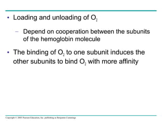 Copyright © 2005 Pearson Education, Inc. publishing as Benjamin Cummings
• Loading and unloading of O2
– Depend on cooperation between the subunits
of the hemoglobin molecule
• The binding of O2 to one subunit induces the
other subunits to bind O2 with more affinity
 