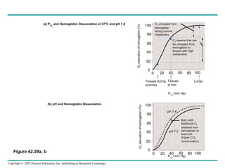 Copyright © 2005 Pearson Education, Inc. publishing as Benjamin Cummings
O2 unloaded from
hemoglobin
during normal
metabolism
O2 reserve that can
be unloaded from
hemoglobin to
tissues with high
metabolism
Tissues during
exercise
Tissues
at rest
100
80
60
40
20
0
100
80
60
40
20
0
100806040200
100806040200
Lungs
PO2
(mm Hg)
PO2
(mm Hg)
O2saturationofhemoglobin(%)O2saturationofhemoglobin(%)
Bohr shift:
Additional O2
released from
hemoglobin at
lower pH
(higher CO2
concentration)
pH 7.4
pH 7.2
(a) PO2
and Hemoglobin Dissociation at 37°C and pH 7.4
(b) pH and Hemoglobin Dissociation
Figure 42.29a, b
 