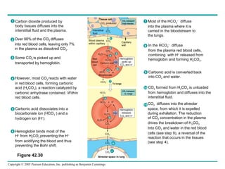 Copyright © 2005 Pearson Education, Inc. publishing as Benjamin Cummings
Figure 42.30
Tissue cell
CO2
Interstitial
fluid
CO2 produced
CO2 transport
from tissues
CO2
CO2
Blood plasma
within capillary
Capillary
wall
H2O
Red
blood
cell
HbCarbonic acid
H2CO3
HCO3
–
H+
+
Bicarbonate
HCO3
–
Hemoglobin
picks up
CO2 and H+
HCO3
–
HCO3
– H+
+
H2CO3
Hb
Hemoglobin
releases
CO2 and H+
CO2 transport
to lungs
H2O
CO2
CO2
CO2
CO2
Alveolar space in lung
2
1
3
4
5
6
7
8
9
10
11
To lungs
Carbon dioxide produced by
body tissues diffuses into the
interstitial fluid and the plasma.
Over 90% of the CO2 diffuses
into red blood cells, leaving only 7%
in the plasma as dissolved CO2.
Some CO2 is picked up and
transported by hemoglobin.
However, most CO2 reacts with water
in red blood cells, forming carbonic
acid (H2CO3), a reaction catalyzed by
carbonic anhydrase contained. Within
red blood cells.
Carbonic acid dissociates into a
biocarbonate ion (HCO3
–
) and a
hydrogen ion (H+
).
Hemoglobin binds most of the
H+
from H2CO3 preventing the H+
from acidifying the blood and thus
preventing the Bohr shift.
CO2 diffuses into the alveolar
space, from which it is expelled
during exhalation. The reduction
of CO2 concentration in the plasma
drives the breakdown of H2CO3
Into CO2 and water in the red blood
cells (see step 9), a reversal of the
reaction that occurs in the tissues
(see step 4).
Most of the HCO3
–
diffuse
into the plasma where it is
carried in the bloodstream to
the lungs.
In the HCO3
–
diffuse
from the plasma red blood cells,
combining with H+
released from
hemoglobin and forming H2CO3.
Carbonic acid is converted back
into CO2 and water.
CO2 formed from H2CO3 is unloaded
from hemoglobin and diffuses into the
interstitial fluid.
1
2
3
4
5
6
7
8
9
10
11
 