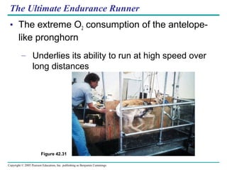Copyright © 2005 Pearson Education, Inc. publishing as Benjamin Cummings
The Ultimate Endurance Runner
• The extreme O2 consumption of the antelope-
like pronghorn
– Underlies its ability to run at high speed over
long distances
Figure 42.31
 
