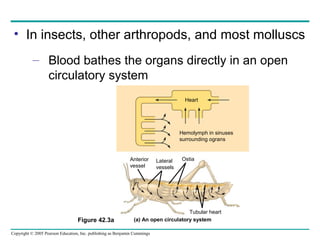 Copyright © 2005 Pearson Education, Inc. publishing as Benjamin Cummings
• In insects, other arthropods, and most molluscs
– Blood bathes the organs directly in an open
circulatory system
Heart
Hemolymph in sinuses
surrounding ograns
Anterior
vessel
Tubular heart
Lateral
vessels
Ostia
(a) An open circulatory systemFigure 42.3a
 