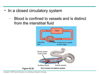 Copyright © 2005 Pearson Education, Inc. publishing as Benjamin Cummings
• In a closed circulatory system
– Blood is confined to vessels and is distinct
from the interstitial fluid
Figure 42.3b
Interstitial
fluid
Heart
Small branch vessels
in each organ
Dorsal vessel
(main heart)
Ventral vesselsAuxiliary hearts
(b) A closed circulatory system
 