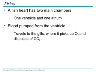 Copyright © 2005 Pearson Education, Inc. publishing as Benjamin Cummings
Fishes
• A fish heart has two main chambers
– One ventricle and one atrium
• Blood pumped from the ventricle
– Travels to the gills, where it picks up O2 and
disposes of CO2
 