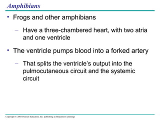 Copyright © 2005 Pearson Education, Inc. publishing as Benjamin Cummings
Amphibians
• Frogs and other amphibians
– Have a three-chambered heart, with two atria
and one ventricle
• The ventricle pumps blood into a forked artery
– That splits the ventricle’s output into the
pulmocutaneous circuit and the systemic
circuit
 