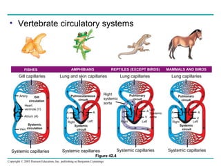 Copyright © 2005 Pearson Education, Inc. publishing as Benjamin Cummings
FISHES AMPHIBIANS REPTILES (EXCEPT BIRDS) MAMMALS AND BIRDS
Systemic capillaries Systemic capillaries Systemic capillaries Systemic capillaries
Lung capillaries Lung capillariesLung and skin capillariesGill capillaries
Right Left Right Left Right Left
Systemic
circuit
Systemic
circuit
Pulmocutaneous
circuit
Pulmonary
circuit
Pulmonary
circuit
Systemic
circulationVein
Atrium (A)
Heart:
ventricle (V)
Artery Gill
circulation
A
V VV VV
A A A AA
Left
Systemic
aorta
Right
systemic
aorta
Figure 42.4
• Vertebrate circulatory systems
 