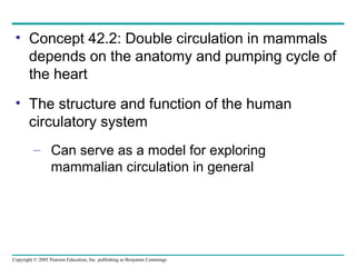 Copyright © 2005 Pearson Education, Inc. publishing as Benjamin Cummings
• Concept 42.2: Double circulation in mammals
depends on the anatomy and pumping cycle of
the heart
• The structure and function of the human
circulatory system
– Can serve as a model for exploring
mammalian circulation in general
 