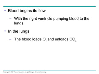 Copyright © 2005 Pearson Education, Inc. publishing as Benjamin Cummings
• Blood begins its flow
– With the right ventricle pumping blood to the
lungs
• In the lungs
– The blood loads O2 and unloads CO2
 