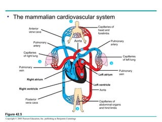 Copyright © 2005 Pearson Education, Inc. publishing as Benjamin Cummings
• The mammalian cardiovascular system
Pulmonary
vein
Right atrium
Right ventricle
Posterior
vena cava Capillaries of
abdominal organs
and hind limbs
Aorta
Left ventricle
Left atrium
Pulmonary
vein
Pulmonary
artery
Capillaries
of left lung
Capillaries of
head and
forelimbs
Anterior
vena cava
Pulmonary
artery
Capillaries
of right lung
Aorta
Figure 42.5
1
10
11
5
4
6
2
9
3
3
7
8
 