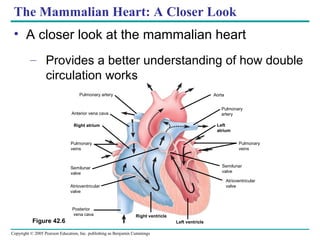 Copyright © 2005 Pearson Education, Inc. publishing as Benjamin Cummings
The Mammalian Heart: A Closer Look
• A closer look at the mammalian heart
– Provides a better understanding of how double
circulation works
Figure 42.6
Aorta
Pulmonary
veins
Semilunar
valve
Atrioventricular
valve
Left ventricle
Right ventricle
Anterior vena cava
Pulmonary artery
Semilunar
valve
Atrioventricular
valve
Posterior
vena cava
Pulmonary
veins
Right atrium
Pulmonary
artery
Left
atrium
 
