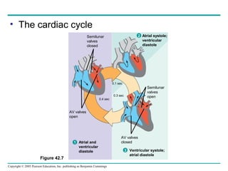 Copyright © 2005 Pearson Education, Inc. publishing as Benjamin Cummings
• The cardiac cycle
Figure 42.7
Semilunar
valves
closed
AV valves
open
AV valves
closed
Semilunar
valves
open
Atrial and
ventricular
diastole
1
Atrial systole;
ventricular
diastole
2
Ventricular systole;
atrial diastole
3
0.1 sec
0.3 sec
0.4 sec
 