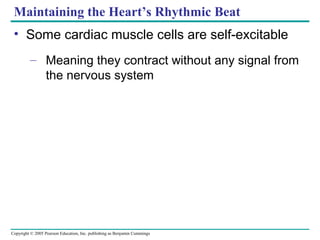 Copyright © 2005 Pearson Education, Inc. publishing as Benjamin Cummings
Maintaining the Heart’s Rhythmic Beat
• Some cardiac muscle cells are self-excitable
– Meaning they contract without any signal from
the nervous system
 
